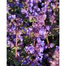 Katzenminze -Nepeta Cats Pajamas~ im kräftige Topf~...