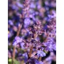 Katzenminze -Nepeta Cats Pajamas~ im kräftige Topf~ herrliches Blau .. Rosen-Staude & Bienenfreund
