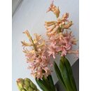 Trio Hyazinthe Gipsy Queen (3 Hyazinthen pro Topf) im...