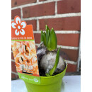 Trio Hyazinthe Gipsy Queen (3 Hyazinthen pro Topf) im...