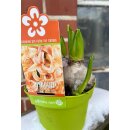 Trio Hyazinthe Gipsy Queen (3 Hyazinthen pro Topf) im Topf, jetzt knospig/blühend..Tolle Trend Sonderfarbe "Peach"