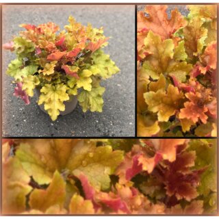 Heuchera / Purpurglöckchen Marmalade im großen XL Topf ~ Tolle Kübel- & Gartenpflanze ~ immergrün