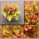 Heuchera / Purpurglöckchen Marmalade im großen...
