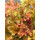 Heuchera / Purpurglöckchen Marmalade im großen XL Topf ~ Tolle Kübel- & Gartenpflanze ~ immergrün