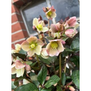 Helleborus HGC -R- „ Merlin“ - R- jetzt knospig /blühend im großen Topf~ besondere Schneerose ~ Flowers