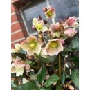 Helleborus HGC -R- „ Merlin“ - R- jetzt knospig /blühend im großen Topf~ besondere Schneerose ~ Flowers