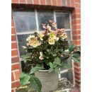Helleborus HGC -R- „ Merlin“ - R- jetzt knospig /blühend im großen Topf~ besondere Schneerose ~ Flowers