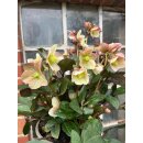Helleborus HGC -R- „ Merlin“ - R- jetzt knospig /blühend im großen Topf~ besondere Schneerose ~ Flowers