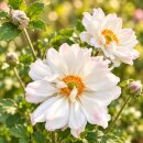 Herbstanemone Anemone ‘Whirlwind’ im großen 3 Liter XL Topf~ leuchtend weiße halbgefüllte Blütenpracht ~ zauberhaft für Garten & Vase