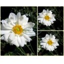 Herbstanemone Anemone ‘Whirlwind’ im großen 3 Liter XL Topf~ leuchtend weiße halbgefüllte Blütenpracht ~ zauberhaft für Garten & Vase