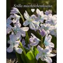 Kaukasischer Blausternchen~ Scilla mischtschenkoana...