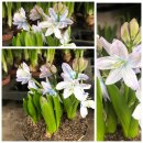 Kaukasischer Blausternchen~ Scilla mischtschenkoana...