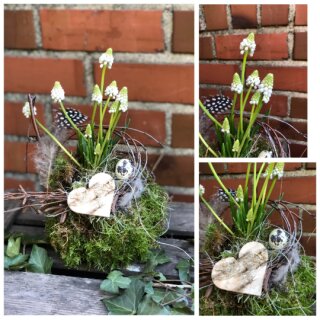 Perlhyazinthe weiß ~ in Mooskleid mit zauberhafter Naturdeko ~ frische Frühlingsdeko ~ Naturdeko & Geschenkidee