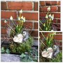 Perlhyazinthe weiß ~ in Mooskleid mit zauberhafter...