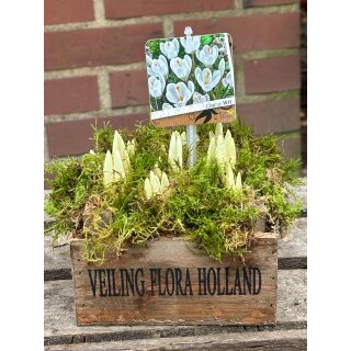 Krokus weiß ~ in großer Holzkiste mit Moos ~ tolle Frühlingsdeko ~ Naturdeko im ganz charmant