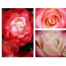 Edelrose ‚Nostalgie®‘ – Rosenstamm...
