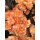 Vintage Edellnelken 10 Stk.~ kräftiges Peach ~ Frische Blumen für die Vase