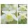 Garten-Akelei vulgaris alba- im Topf ~ unentbehrlich für den naturnahen Garten