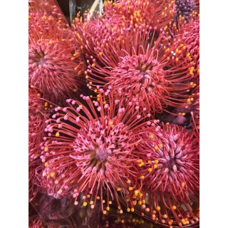 3 Stück Nutan Nadelkissen in Rosa - Leucospermum ~ tolle Deko für die Vase und zum Trocknen ~ frische Blumen in toller Optik und super Haltbarkeit