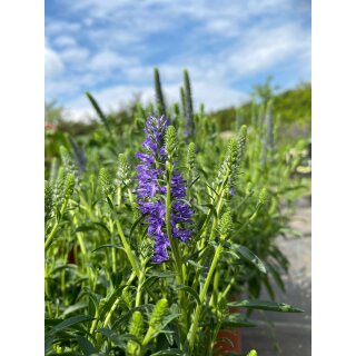 Blauer Ehrenpreis ~ Veronica Spicata Blau ~ großer XL Topf~ jetzt knospig/blühend >Biennfreundlich und lange Blüte