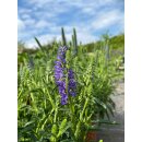 Blauer Ehrenpreis ~ Veronica Spicata Blau ~ großer XL Topf~ jetzt knospig/blühend >Biennfreundlich und lange Blüte