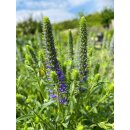 Blauer Ehrenpreis ~ Veronica Spicata Blau ~ großer XL Topf~ jetzt knospig/blühend >Biennfreundlich und lange Blüte