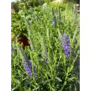 Blauer Ehrenpreis ~ Veronica Spicata Blau ~ großer XL Topf~ jetzt knospig/blühend >Biennfreundlich und lange Blüte