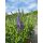 Blauer Ehrenpreis ~ Veronica Spicata Blau ~ großer XL Topf~ jetzt knospig/blühend >Biennfreundlich und lange Blüte