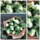 10 frische Papagei-Tulpen weiß ~ frische Blumen...