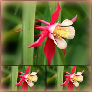 Garten- Akelei caerula Crimson Star-Staude  im Topf ~ nostalgischer Tänzer im Garten