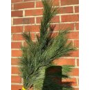 1 Bund Kiefer Seidenkiefer / Weymouthskiefer ca 60cm...