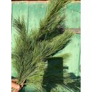 1 Bund Kiefer Seidenkiefer / Weymouthskiefer ca 60cm...