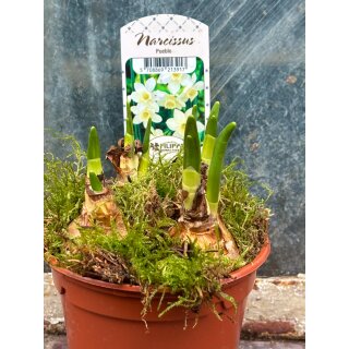 Zauberhafte jonqullia Narzisse "Pueblo" im Topf - knospig/bald blühend ~ duftig ~ traumhaft ~ Frühlingsdeko