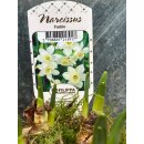 Zauberhafte jonqullia Narzisse "Pueblo" im Topf...