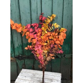 Eukalyptus gefärbt Indian Summer- stabilisiert trocknet farbecht ein!~ bunter Farbmix ~ 1 frisches üppiges Bund ~ Dekoidee sehr haltbar