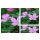 Geranium endressii ~ Pyrenänen-Storchschnabel..zauberhafter Dauerblüher