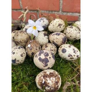 Wachteleier natur 60 Stück - Naturdeko im Landhausstil.. echte Wachteleier ausgeblasen & gereinigt