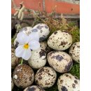 Wachteleier natur 60 Stück - Naturdeko im...