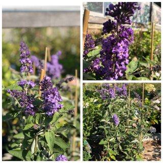 Zwerg-Schmetterlingsflieder/ Sommerflieder Buzz-R- Midnight 40/60 ~ im großen Topf- Sommerlaune in toller Farbe