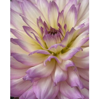 Seerosen - Dahlie  (zweifarbig)Rosa-Weiß  starke Qualität ~ im Topf jetzt knospig/blühend für Ihre Deko-