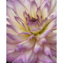 Seerosen - Dahlie  (zweifarbig)Rosa-Weiß  starke Qualität ~ im Topf jetzt knospig/blühend für Ihre Deko-