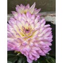 Seerosen - Dahlie  (zweifarbig)Rosa-Weiß  starke Qualität ~ im Topf jetzt knospig/blühend für Ihre Deko-