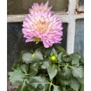 Seerosen - Dahlie  (zweifarbig)Rosa-Weiß  starke Qualität ~ im Topf jetzt knospig/blühend für Ihre Deko-