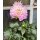 Seerosen - Dahlie  (zweifarbig)Rosa-Weiß  starke Qualität ~ im Topf jetzt knospig/blühend für Ihre Deko-