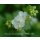 Geranium macrorrhizum White- Ness ~ weiße Leuchtkraft