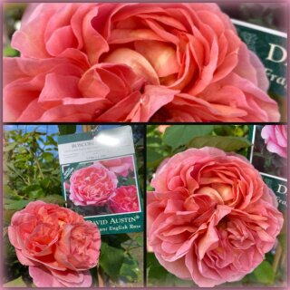 Englische Strauch Duftrose Boscobel® im großen 10 Liter XXL Topf ~ Duftzauber von David Austin