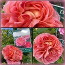 Englische Strauch Duftrose Boscobel® im großen...