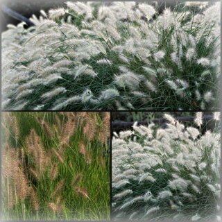 Pennisetum Hameln ~ Lampenputzergras im Topf gewachsen