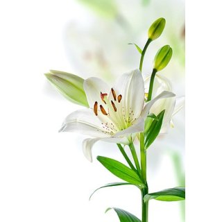 5x weiße Lilien..schlichte Eleganz und Würde...Blumenversand
