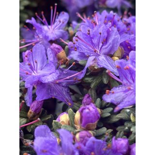 Veilchenblauer Rhododendron Impeditum im großen Topf ~ kompakt  sehr langsamwüchsig ~ Ein ausgeprochen toller Zwerg